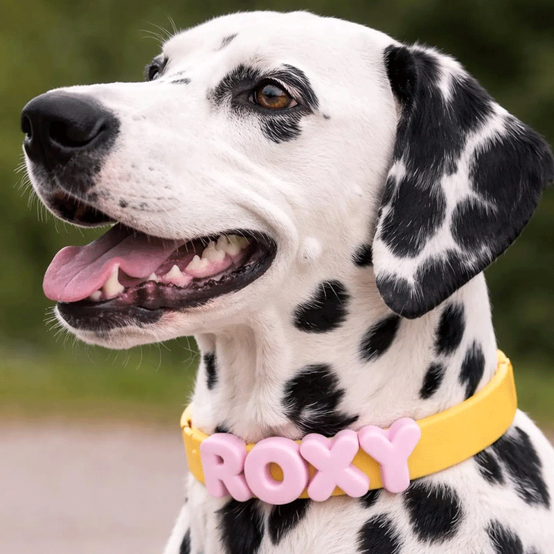 Customizable Silicone Dog Collar with Name | Pastel Puppy Pet Collar