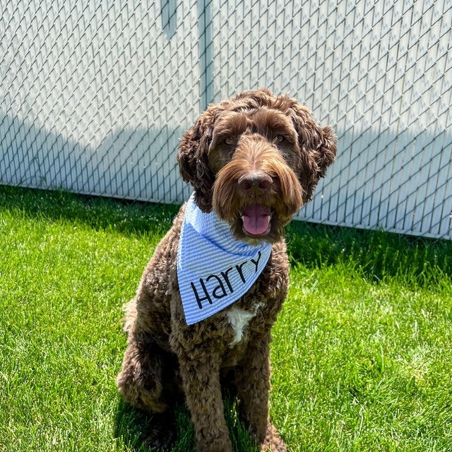 Embroidered Personalized Dog Bandana  Custom Tie On