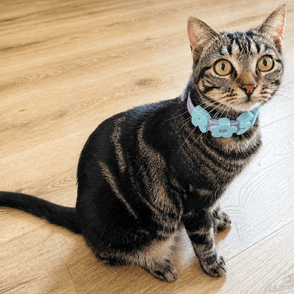 Customizable Silicone Dog Collar with Name | Pastel Puppy Pet Collar