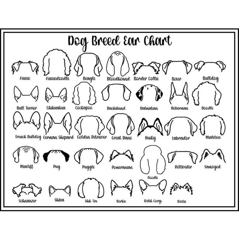 Dog Sweatshirt with Dog Ear and Name on sleeve