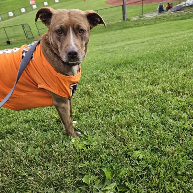 Custom Dog Jersey with Logo Personalize with Name