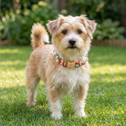 Custom Pet Collar with Name Tag – Braided Cotton Dog Collar