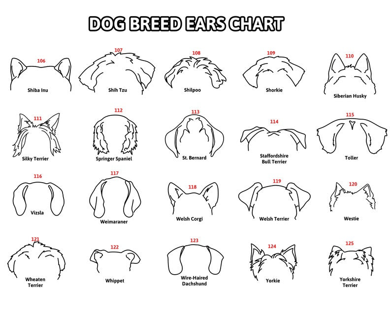 Personalized Dog Leash Holder For Organizing Pet Accessories