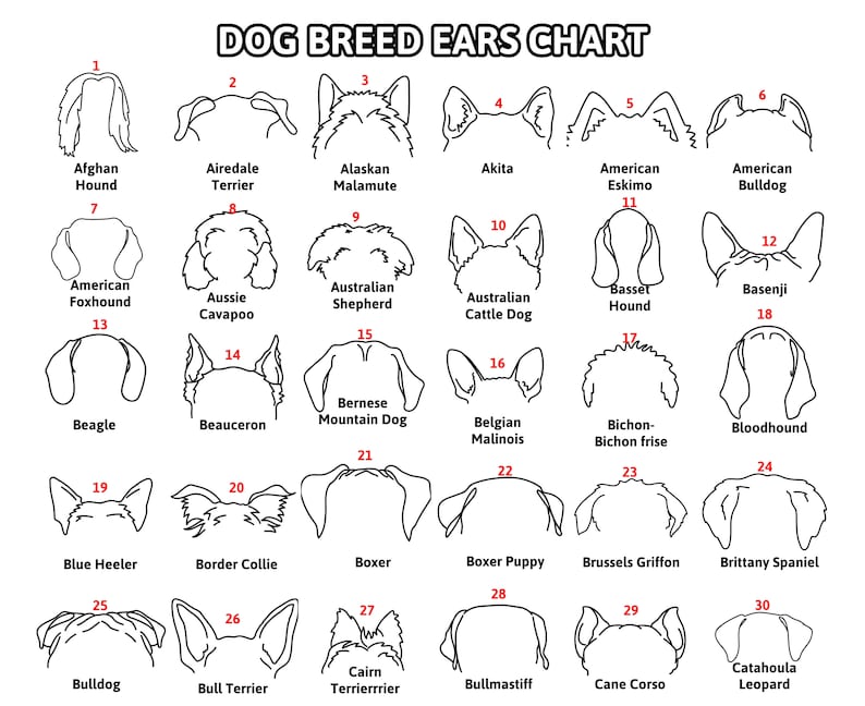 Personalized Dog Leash Holder For Organizing Pet Accessories