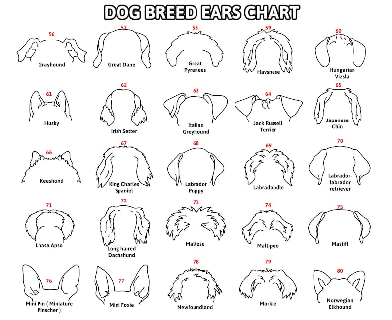 Personalized Dog Leash Holder For Organizing Pet Accessories
