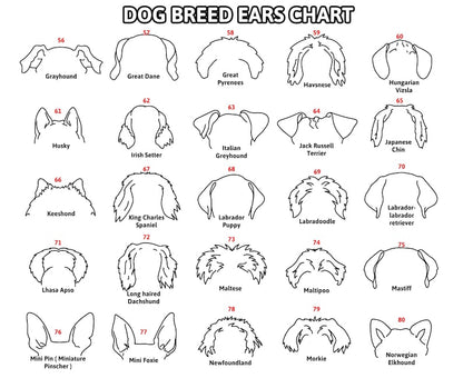 Personalized Dog Leash Holder For Organizing Pet Accessories