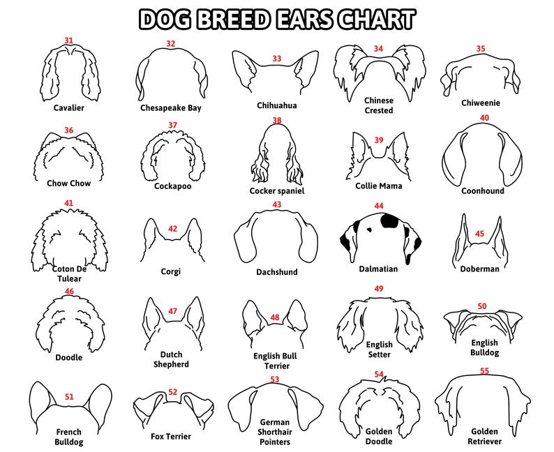 Personalized Dog Leash Holder For Organizing Pet Accessories