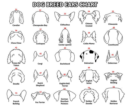Personalized Dog Leash Holder For Organizing Pet Accessories